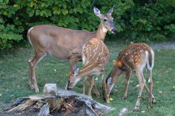 Deer Doe with fawns