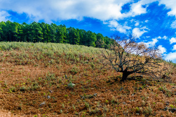 Lonely Oak Tree With A Pine Forest At Its Back With A Wonderful Blue Sky In The Sierra De Gredos In The Freillo. December 15, 2018. El Raso Avila Castilla Leon Spain Europe. Travel 