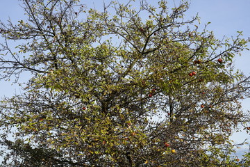 Alter Apfelbaum mit Früchten im Sonnenlicht