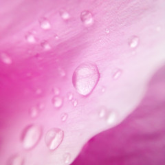Water droplets on a pink peony petal. Closeup view