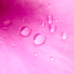 Water droplets on a pink peony petal. Closeup view