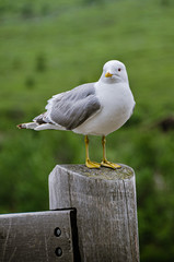 Seagull standing on fencepost in denali national park alaska