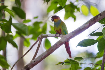 Blue throated Parakeet photographed in Linhares, Espirito Santo. Southeast of Brazil. Atlantic Forest Biome. Picture made in 2013.