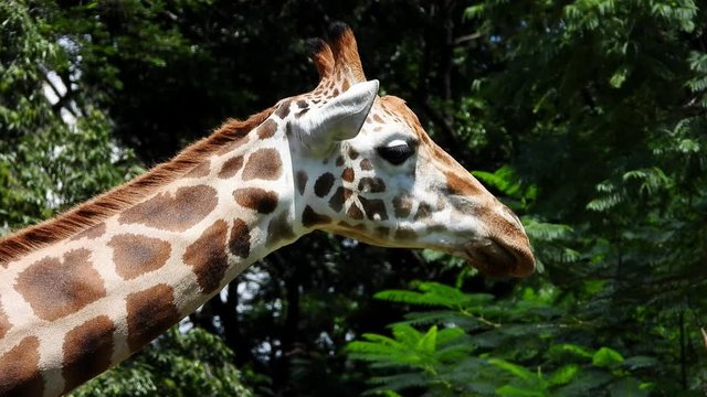 Detail of giraffe eating in zoo. Handheld. Eye level
