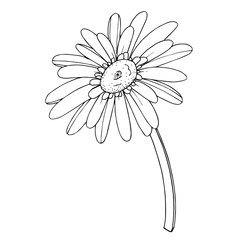 Vector Gerbera floral botanical flower. Black and white engraved ink art. Isolated gerbera illustration element.