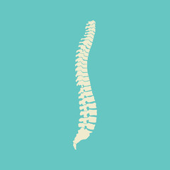 Strong healthy spinal cord vector icon illustration isolated on blue background