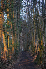 Fototapeta premium Fairy forest in autumn