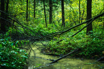 Fototapeta na wymiar Small river in the dark emerald forest