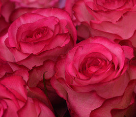 Bouquet of luxurious bright pink roses. Floral composition, background, texture. Postcard, wallpaper.