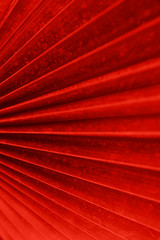 Bright red leaf top view with veins minimalistic background. Floral backdrop concept. Flower petals close up. Floristry hobby. Web banner, greeting card idea