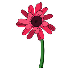 Vector Gerbera floral botanical flower. Black and white engraved ink art. Isolated gerbera illustration element.