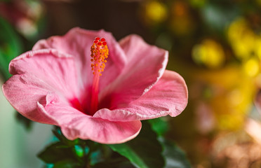 Close-up of a Blooming Pink Hibiscus Flower with Yellow Flowers and Lime Tree in Background