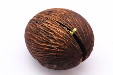 green sprout Cerbera odollam,pong pong seed