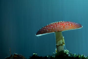 Amanite le champignon magique sous la pluie © Thierry