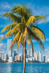 Naklejka premium Miami Palmtree