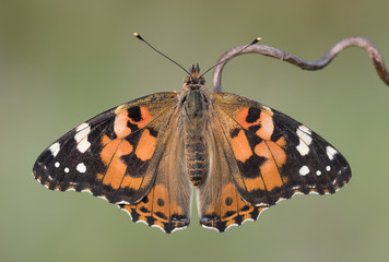 The Painted Lady, know as cosmopoitan buttefly (Vanessa cardui)