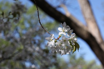 Spring Cherry Blossoms