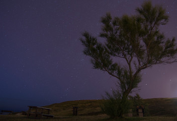 Obraz na płótnie Canvas tree under the night stars