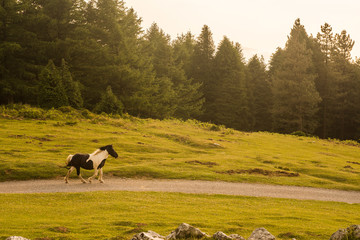 horse in urkiola natural park, basque country