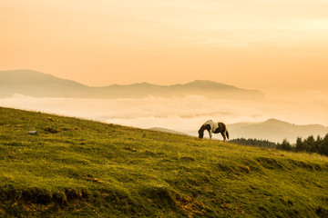 Horse eating grass in the mountains