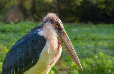 Close up of the Marabou stork.