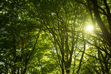 Sunrise in the forest