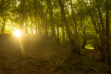 Sunrise in the forest