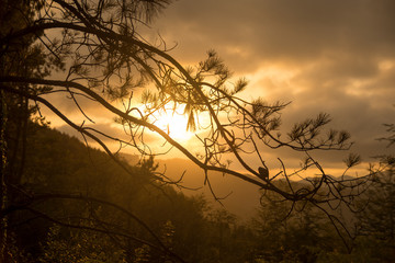 sunset in the forest in the basque country