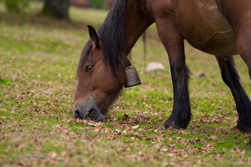 Horses eating grass in basque country, Spain