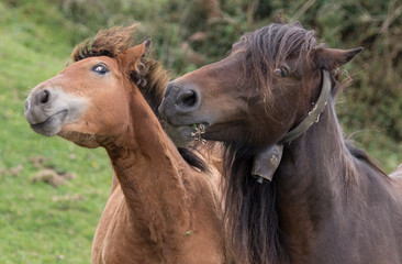 Obraz premium Horses fighting in basque country, Spain