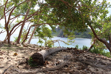 tree in forest at cristal blue water