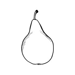 Hand drawn pear. .sketch for print. isolated on white background.