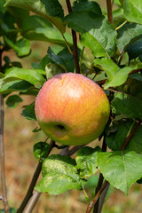 Ripe apple on a tree branch after rain