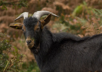 goat on the basque country, spain