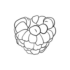 Hand drawn raspberry. .sketch for print. isolated on white background.