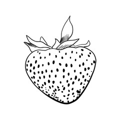 Hand drawn strawberry. .sketch for print. isolated on white background.