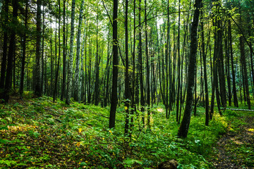 Fototapeta premium Beautiful summer forest with different trees