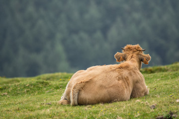 cow in the basque country