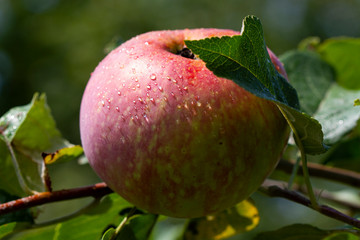 Ripe apples on a tree branch after rain