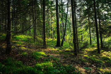 Plakat Beautiful summer forest with different trees
