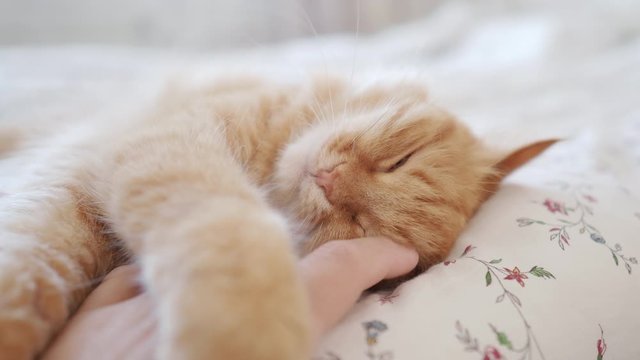 Cute ginger cat lying in bed. Man stroking his fluffy pet. Morning bedtime in cozy home.