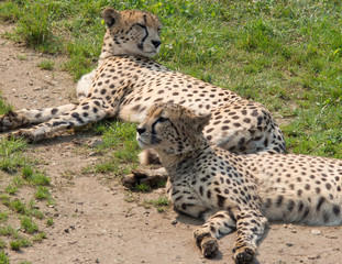  guepard couple lying on the ground