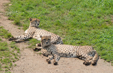  guepard couple lying on the ground