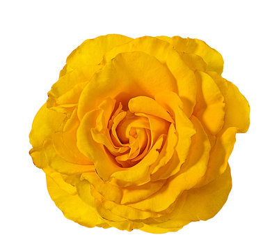 Fresh beautiful yellow  rose isolated on white background with clipping path