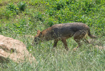 iberian wolf in cabarceno natural park, spain