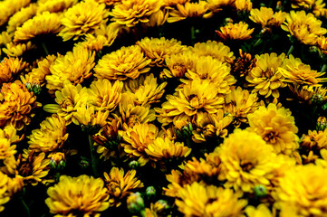 bunch of yellow flowers