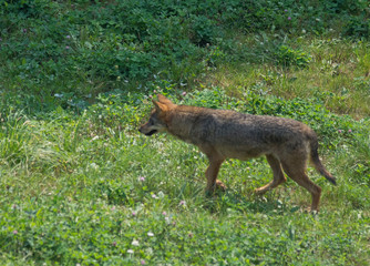 Fototapeta premium iberian wolf in cabarceno natural park, spain