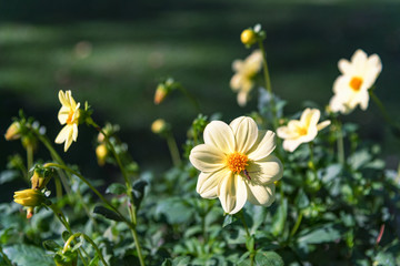 Yellow flowers Zinnia, blurred background