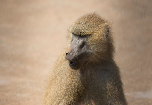 baboon close up