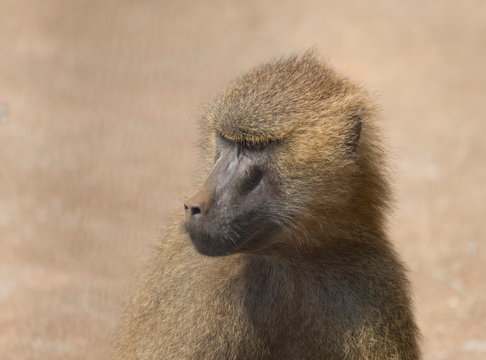 baboon  head